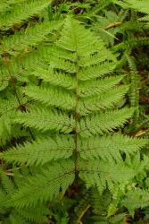 Leptolepia novae-zelandiae. Mature frond showing chestnut-brown rachis becoming yellow-brown distally, and reduced basal basiscopic secondary pinnae inserted at an acute angle.
 Image: L.R. Perrie © Leon Perrie 2013 CC BY-NC 3.0 NZ